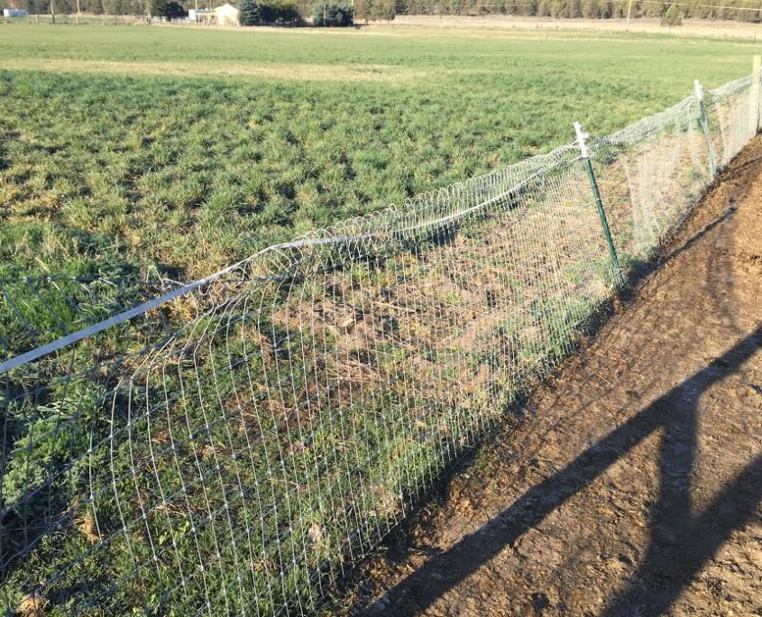 Support wire on your T Post fence. (Good Fence/Bad Fence)